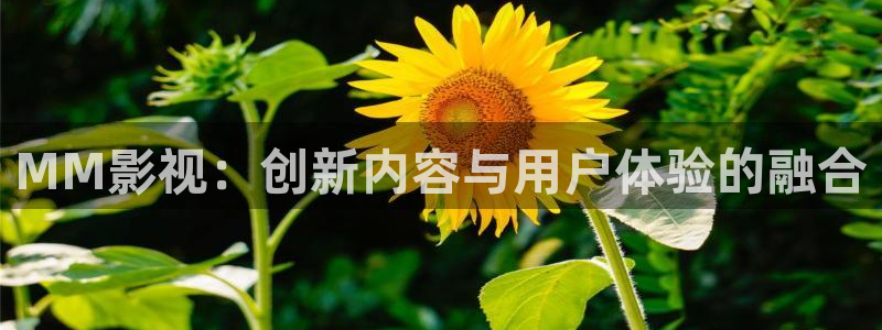免费理论片网站：MM影视：创新内容与用户体验的融合