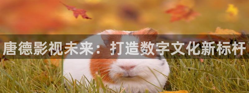 被窝理论电影网：唐德影视未来：打造数字文化新标杆
