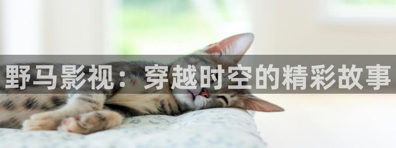 理论电影在线免费观看